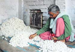 The Sericulture Centre
